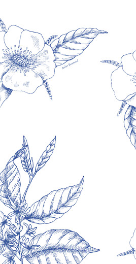 Menu de mariage Gravure chic (4 pages) bleu - Page 4 Menu de mariage Gravure chic (4 pages) bleu - Page 4
