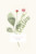 Carte d'invitation anniversaire adulte Fleurs aquarelle crème - Page 1 Carte d'invitation anniversaire adulte Fleurs aquarelle crème - Page 1