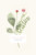 Faire-part de mariage Fleurs aquarelle herbier rose - Page 1